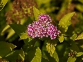 Spiraea japonica Golden Princess IMG_0243 Tawuła japońska